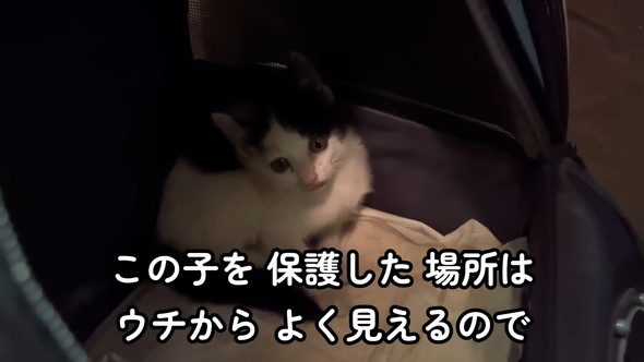 保護された子猫