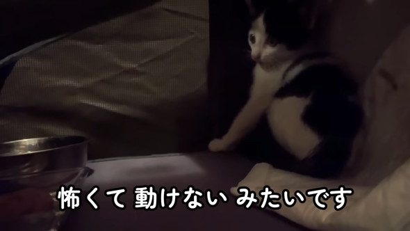 保護された子猫