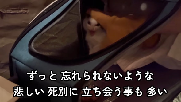 保護された子猫