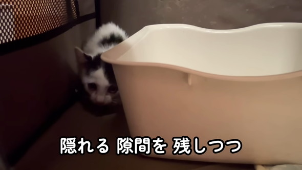 保護された子猫