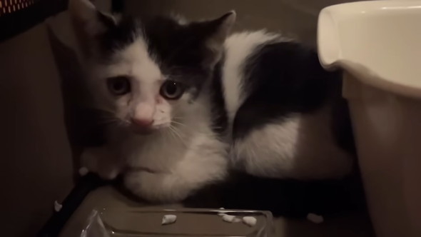 保護された子猫