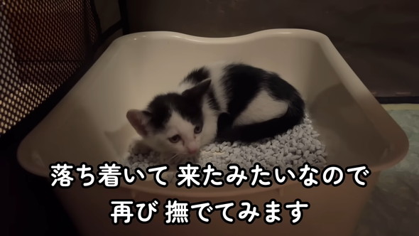 保護された子猫