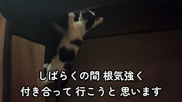保護された子猫