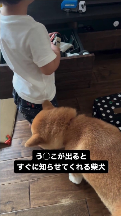 育児を手伝う柴犬