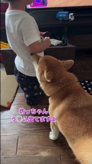 育児を手伝う柴犬