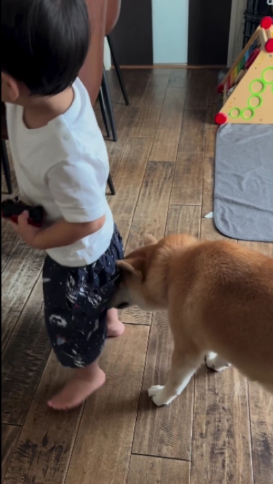 育児を手伝う柴犬