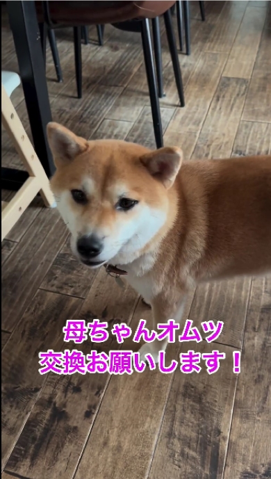 育児を手伝う柴犬