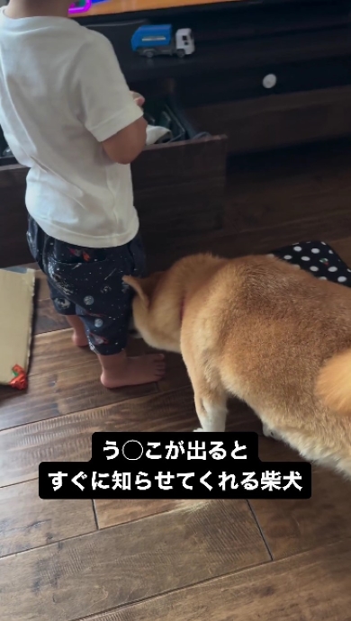育児を手伝う柴犬