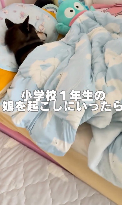 娘を起こしに行ったらワンコが