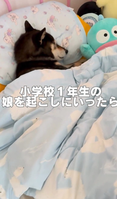 娘を起こしに行ったらワンコが