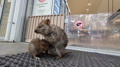 袋に入りたがるクオッカ