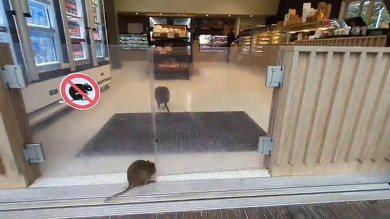 お店に入るクオッカ