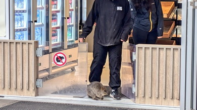 追い出されるクオッカ