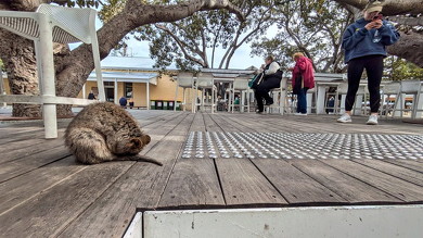 町中のクオッカ