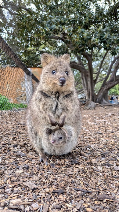 袋に入ったクオッカ
