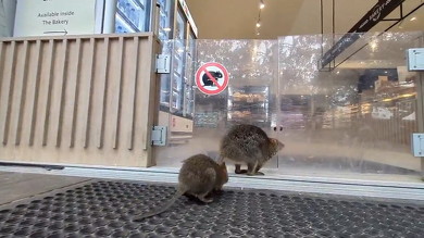 店に入るクオッカ