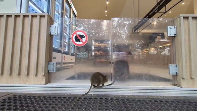 店に入るクオッカ