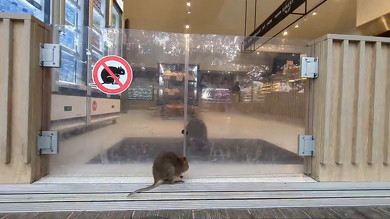 入店したクオッカ