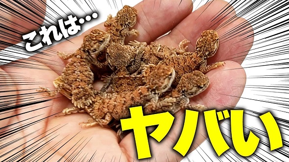 ゼノガマの属名で知られるテイラーカワリアガマの赤ちゃん9匹を引っ越しさせる