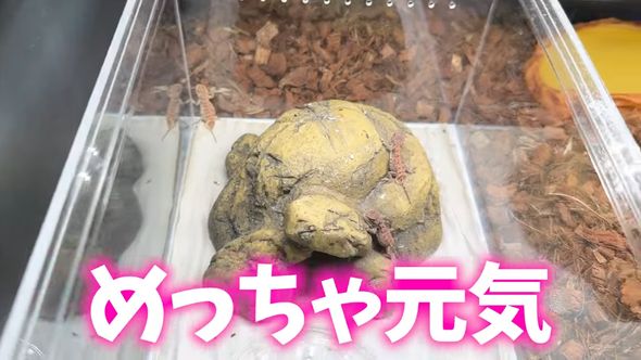 ゼノガマの属名で知られるテイラーカワリアガマの赤ちゃん9匹を引っ越しさせる