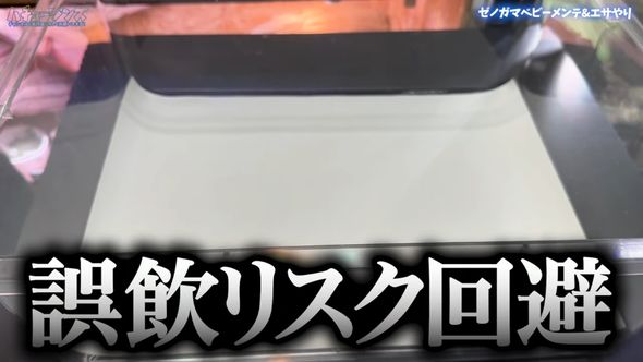 ゼノガマの属名で知られるテイラーカワリアガマの赤ちゃん9匹の引っ越し先
