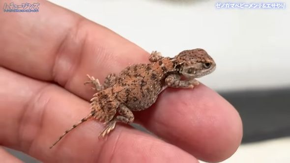 ゼノガマの属名で知られるテイラーカワリアガマの赤ちゃん