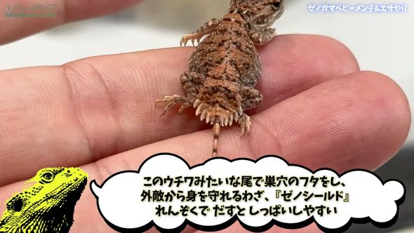 ゼノガマの属名で知られるテイラーカワリアガマの尻尾