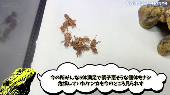 ゼノガマの属名で知られるテイラーカワリアガマの赤ちゃん