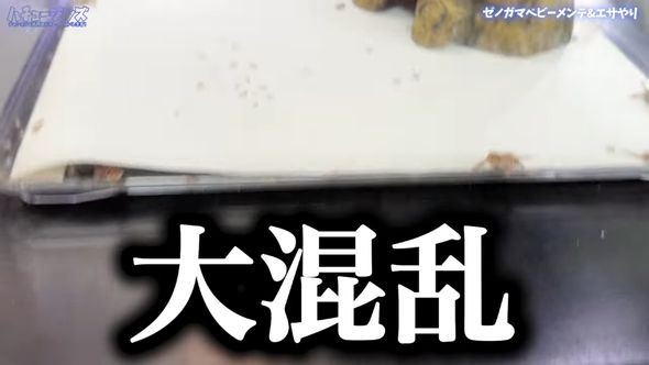 ゼノガマの属名で知られるテイラーカワリアガマの赤ちゃんに餌のコオロギを与えた