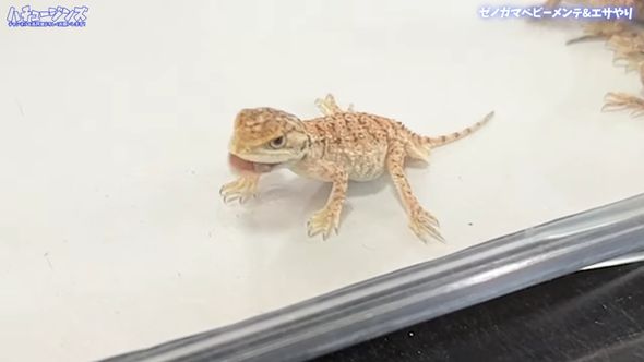 ゼノガマの属名で知られるテイラーカワリアガマの赤ちゃんが餌のコオロギを食べた瞬間