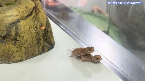 ゼノガマの属名で知られるテイラーカワリアガマの赤ちゃん2匹がじゃれている様子