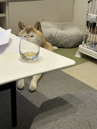 柴犬のぽてとくん