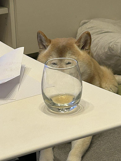 柴犬のぽてとくん