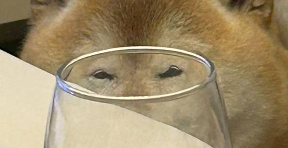 柴犬のぽてとくん