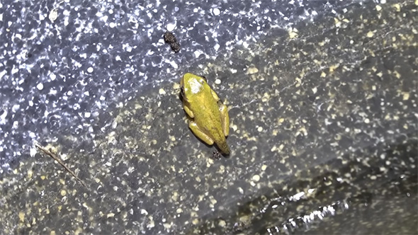 しっぽのあるアマガエル