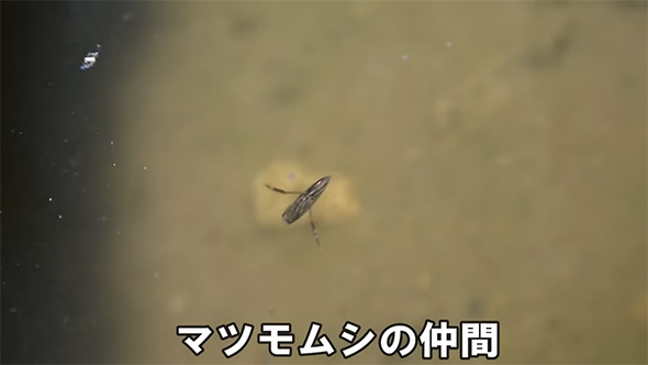 マツモムシの仲間