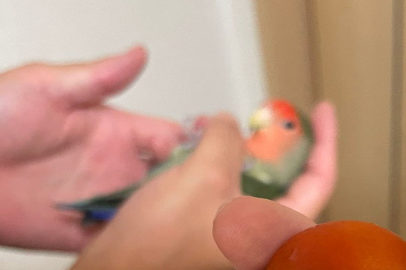 コザクラインコにをなでている写真