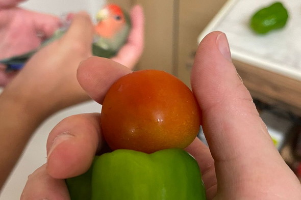 コザクラインコに見える野菜をなでている写真