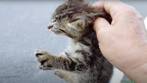 子猫を保護