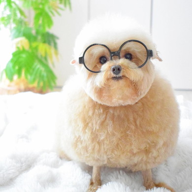 メガネをかけた犬