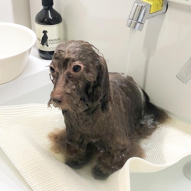 洗われた犬