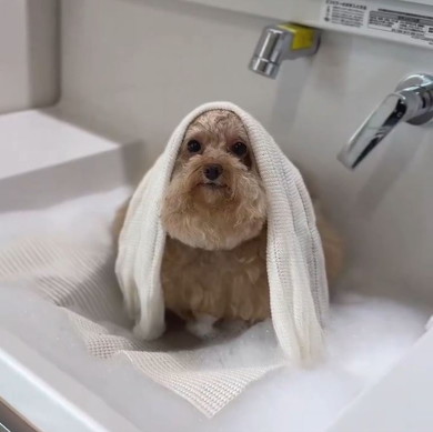 シャワー後の犬