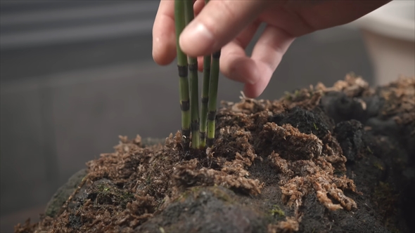 箱の中に美しい竹林を作る動画