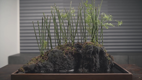 箱の中に美しい竹林を作る動画
