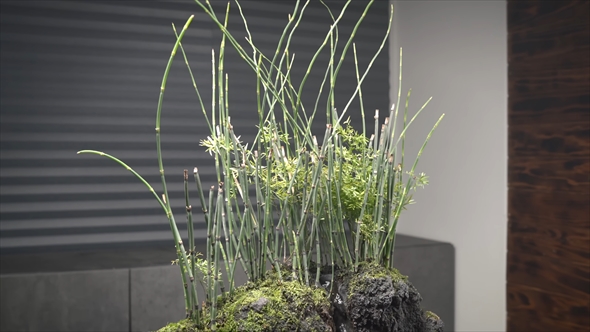 箱の中に美しい竹林を作る動画