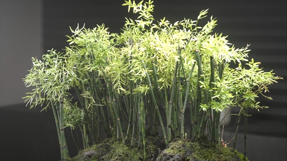 箱の中に美しい竹林を作る動画