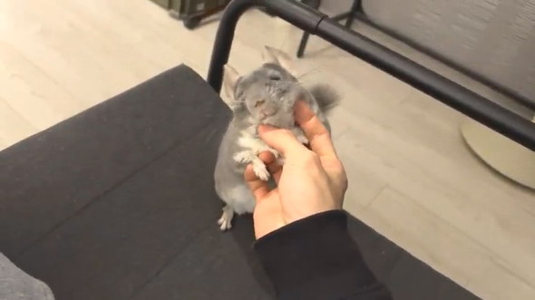 甘えるチンチラ