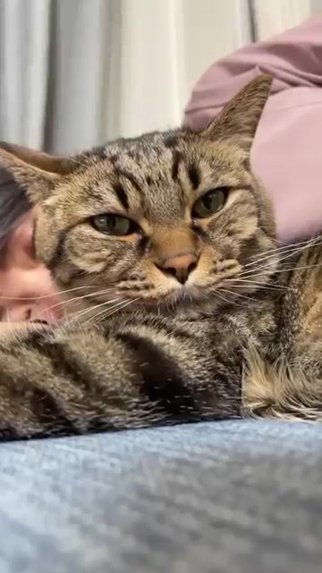 こちらを見るキジトラ猫ちゃん