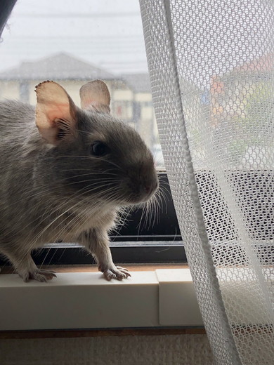 デグーの女の子