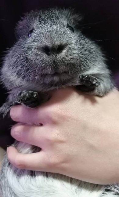 モルモットの男の子